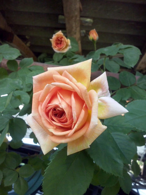 CAM01052 - Trandafiri 2018 - II