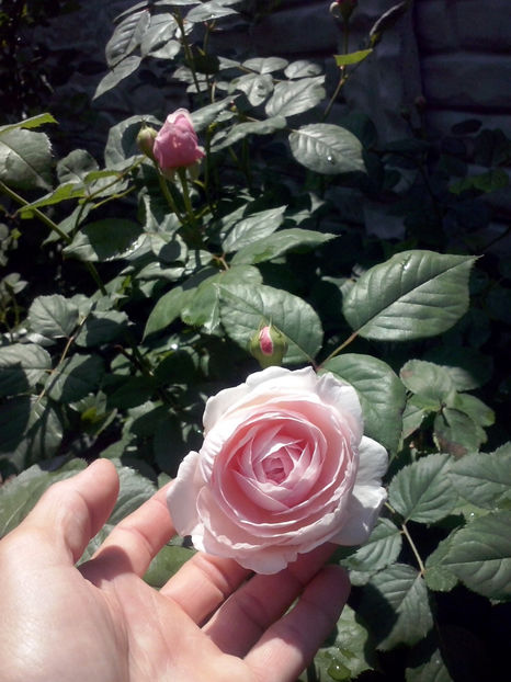 CAM01055 - Trandafiri 2018 - II