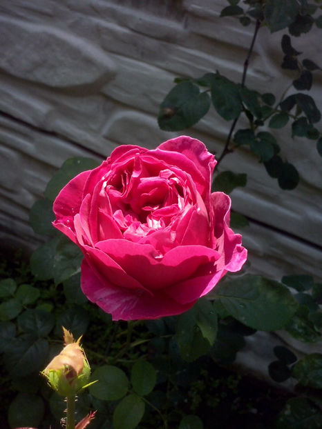 CAM01057 - Trandafiri 2018 - II