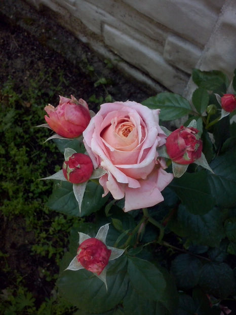 CAM01061 - Trandafiri 2018 - II