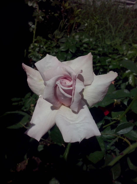 CAM01063 - Trandafiri 2018 - II