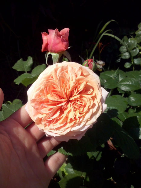 CAM01064 - Trandafiri 2018 - II