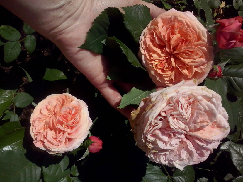 CAM01065 - Trandafiri 2018 - II