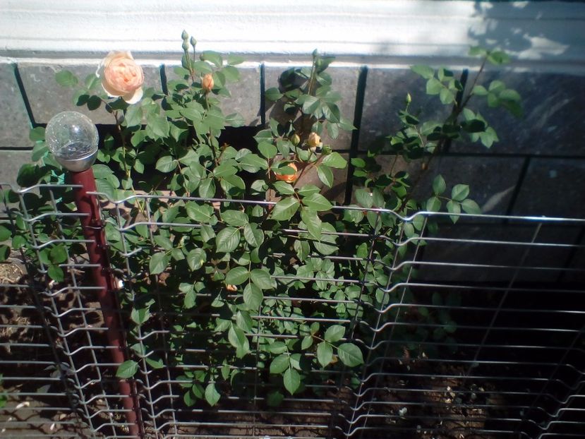 13 05 2018 - Jude the Obscure