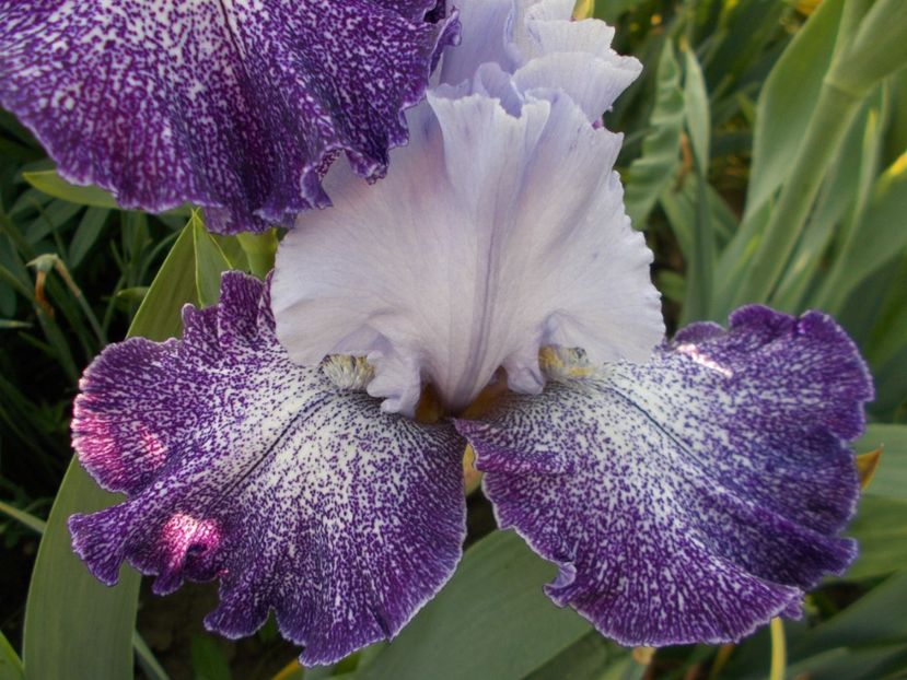  - Irisi-2018 Barbata Elatior si Intermedia