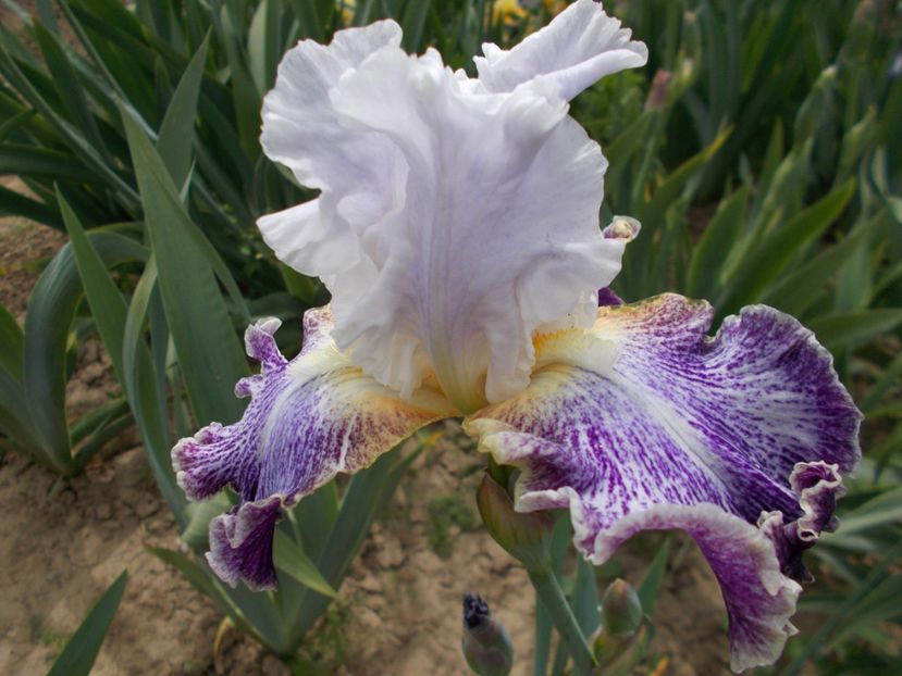  - Irisi-2018 Barbata Elatior si Intermedia