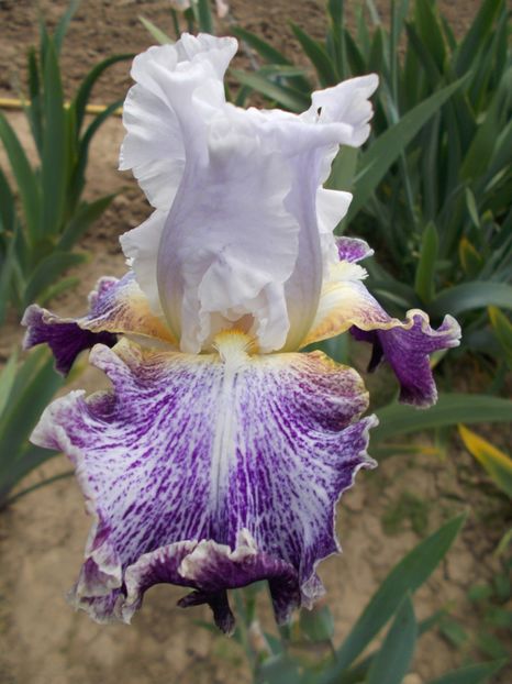  - Irisi-2018 Barbata Elatior si Intermedia