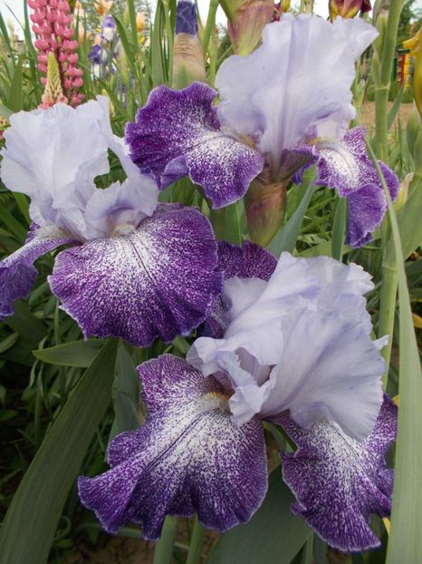 SPLASHACATA - Irisi-2018 Barbata Elatior si Intermedia