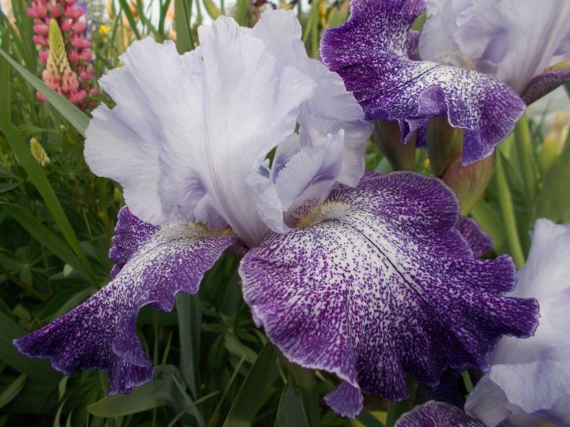  - Irisi-2018 Barbata Elatior si Intermedia