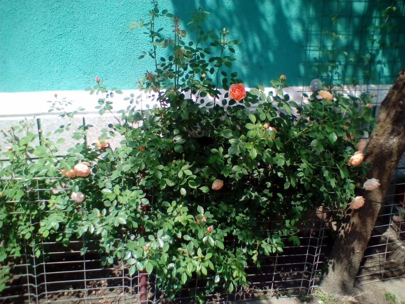 13 05 2018 - Lady of Shalott