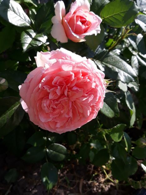 (15) Chippendale - 00Trandafiri 2018