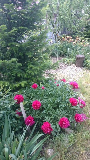  - Gradina primavara 2018