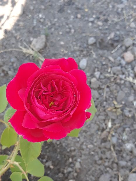  - Tess of the D Urbervilles-englezesc