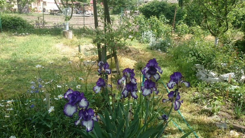  - Gradina primavara 2018