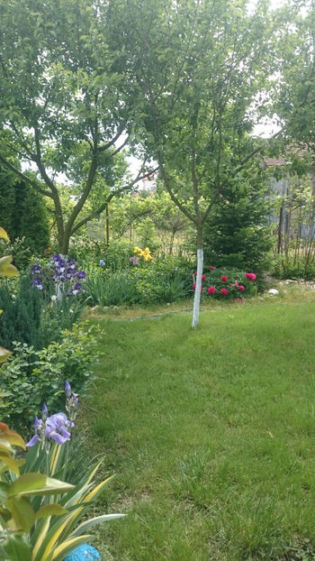  - Gradina primavara 2018