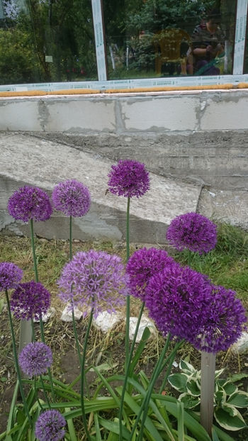  - Gradina primavara 2018