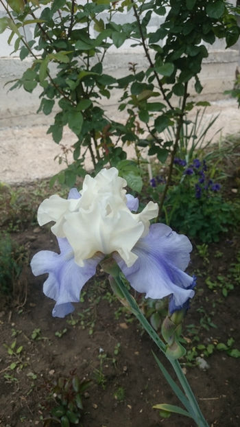  - Gradina primavara 2018