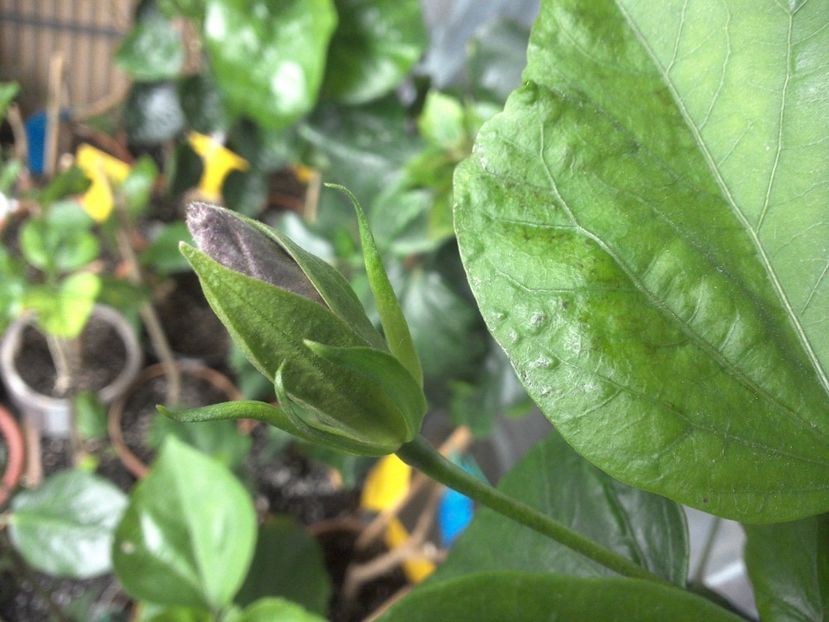 WIN_20180513_135109 - Moorea Teanihei