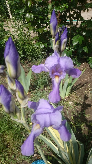 Iris variegat - Irisi 2018
