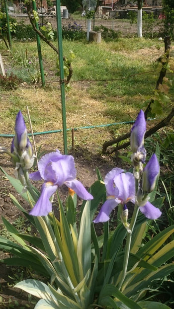 Iris variegat - Irisi 2018