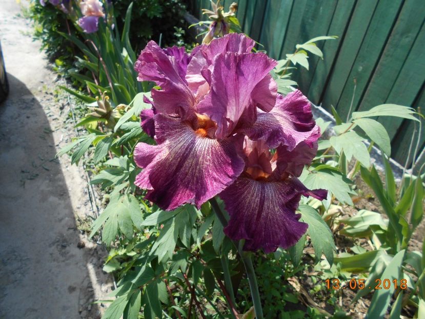 indiscret - 3Irisi 2018