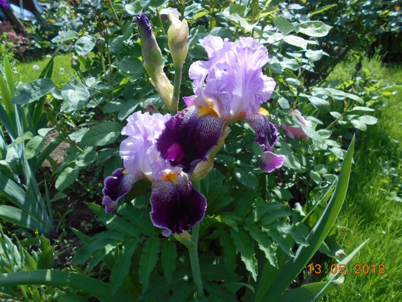 necunoscut( seamana cu arabella) - 3Irisi 2018