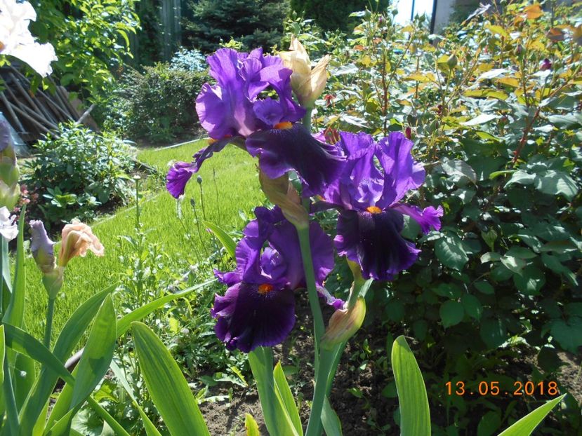 local color - 3Irisi 2018