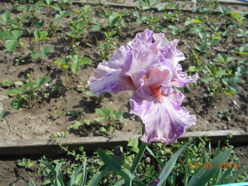 isn't this something - 3Irisi 2018