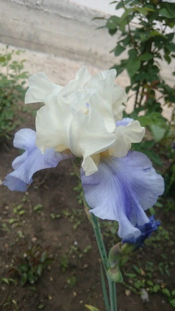  - Irisi 2018