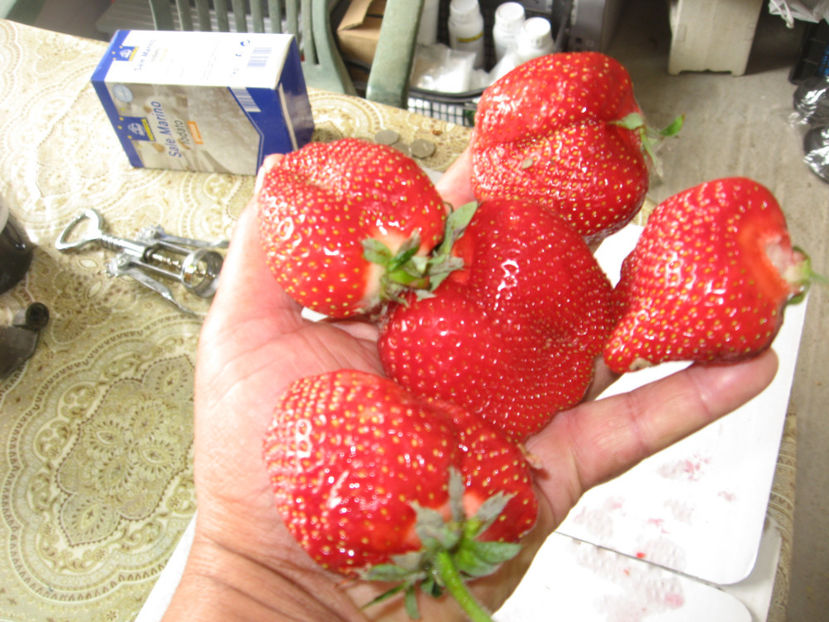  - Capsuni mai -iunie 2018