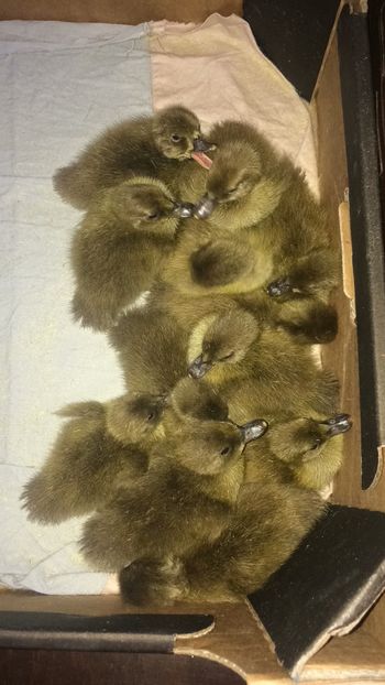 Bobocei 2018 - Rate Khaki Campbell