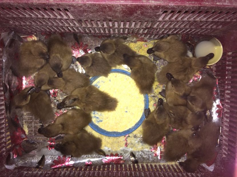 image - Rate Khaki Campbell