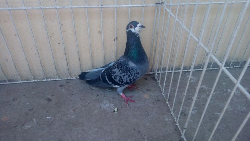 Hung Derby 13 vandut - Voiajori straini-14 vanduti