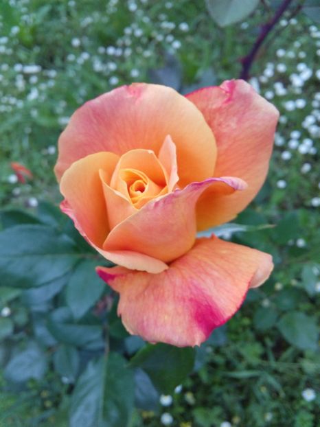  - TRANDAFIRI 2017_2018