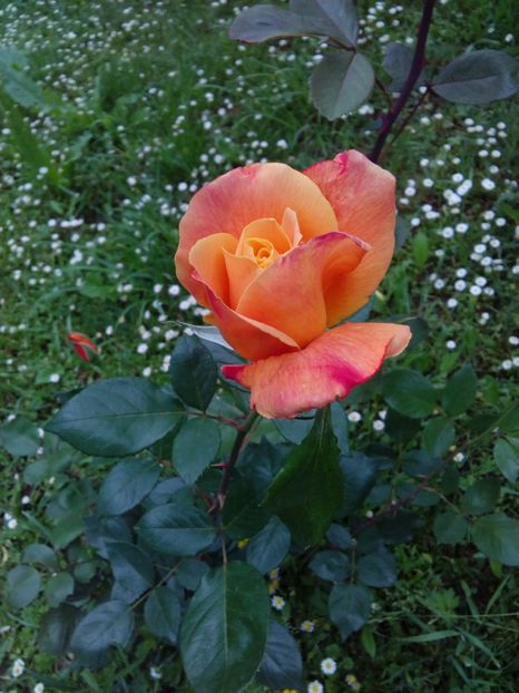  - TRANDAFIRI 2017_2018