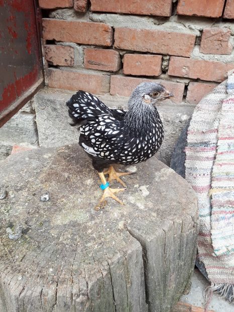  - Wyandotte argintiu