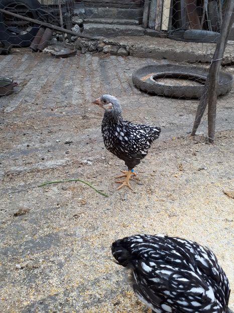  - Wyandotte argintiu