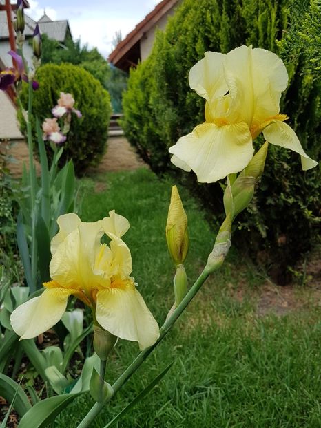 ? - Mai 2018