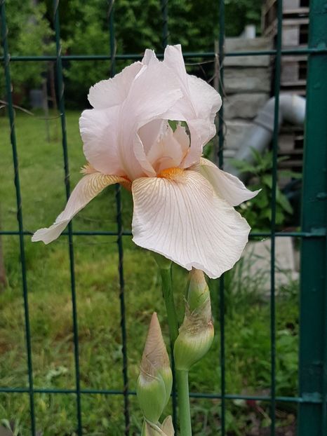 alt Edward of Windsor - Mai 2018