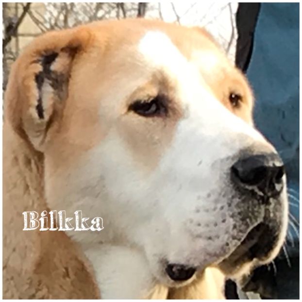 4AC62156-BE65-4BB7-8BD9-0C9A6F957E99 - Bilkka