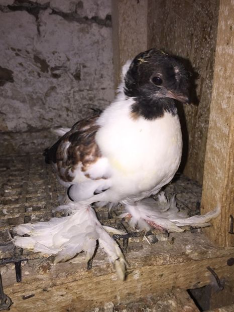 Cap negru nr. 1 - Pui 2018