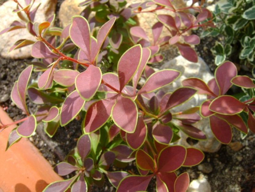 Berberis - Primavara 2018