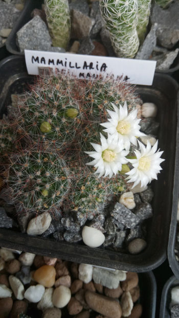 13.05.2018 - Mammillaria zeilmanniana v albiflora