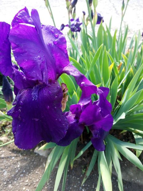  - A FLORI DIN GRADINA MEA