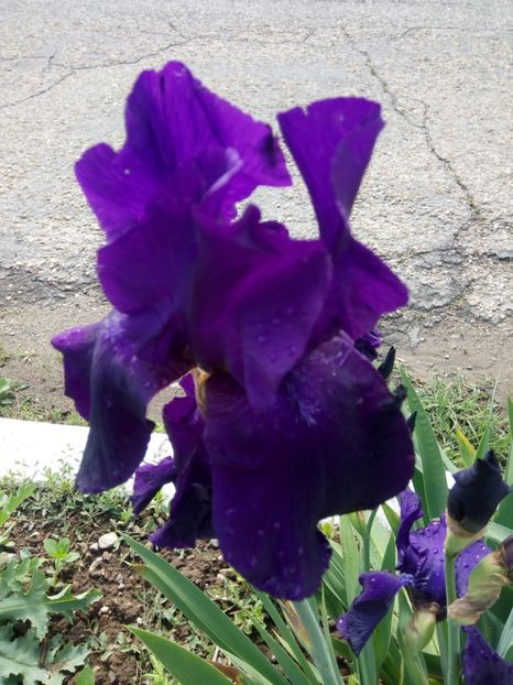  - A FLORI DIN GRADINA MEA