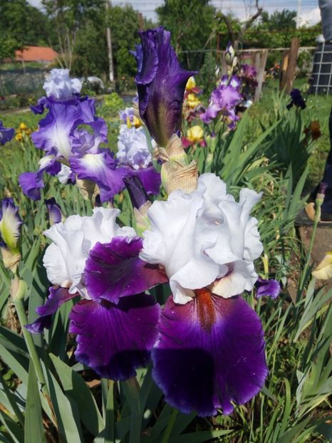  - A FLORI DIN GRADINA MEA