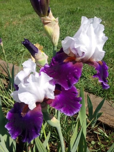  - A FLORI DIN GRADINA MEA