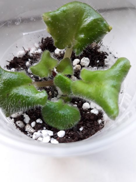 13 mai 2o18 - Rd s Illusion zz