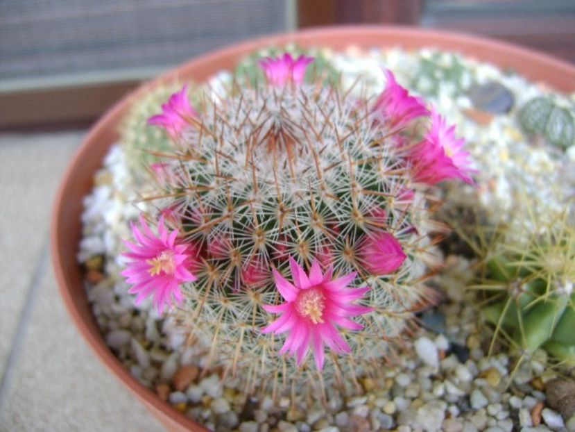 Mammillaria matudae - Cactusi 2018