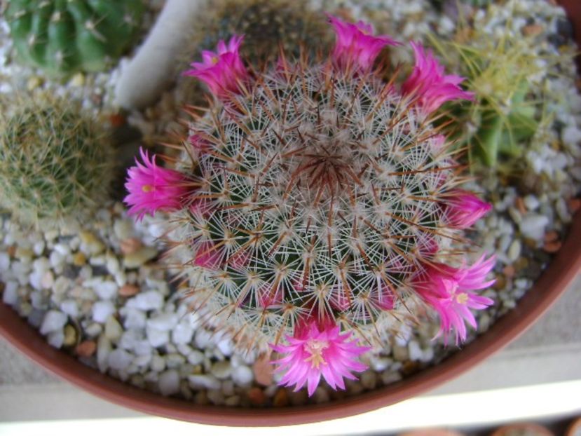 Mammillaria matudae - Cactusi 2018